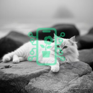 Elegant White Cat Resting on Rocks